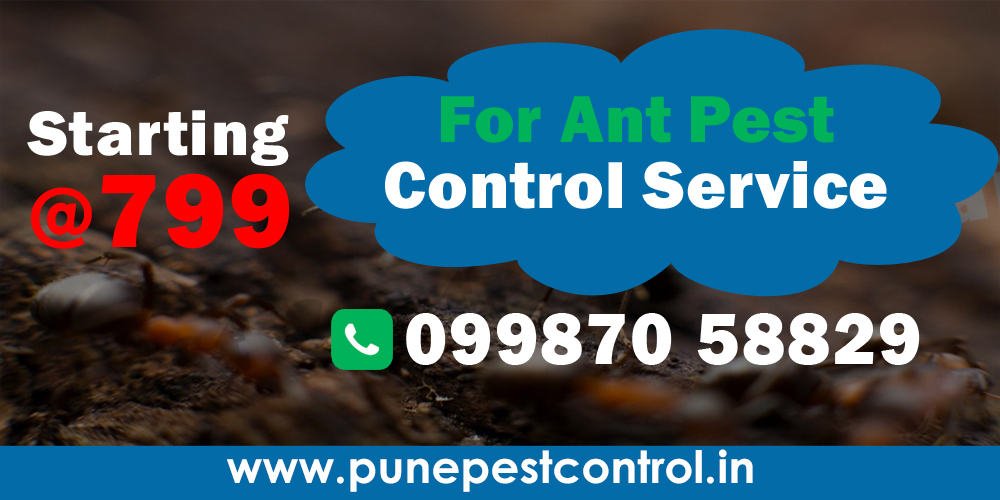 Ant Pest Control